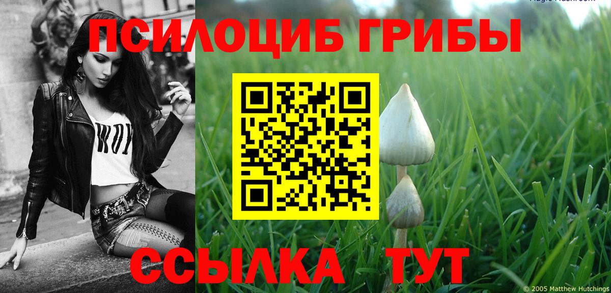 Кизляр  Псилоцибиновые грибы Cubensis  Вход с VPN 