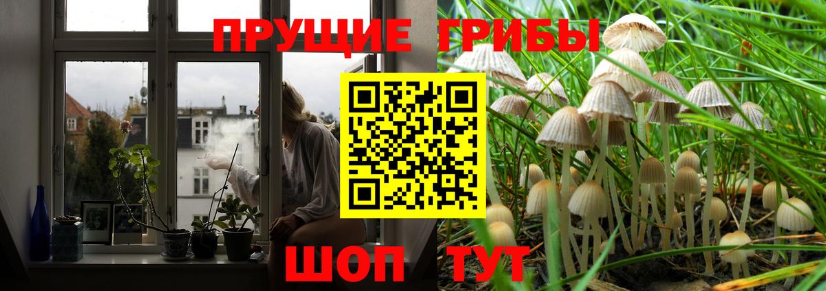 Галлюциногенные грибы Psilocybe Кизляр